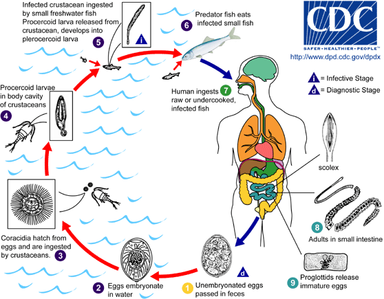 Life cycle of Diphyllobothrium latum