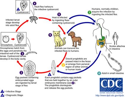 Life cycle of Dipylidium caninum