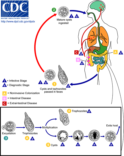 Life cycle of Entamoeba histolytica