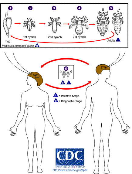 Pictoral representation of the life cycle of a head louse.